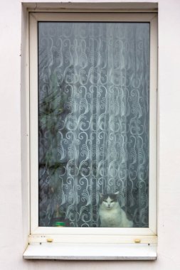 Cute gray and white cat looking out the window.