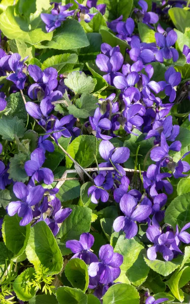 Gewöhnliches Veilchen Blüht Garten Lila Duftende Blüten Aus Nächster Nähe — Stockfoto