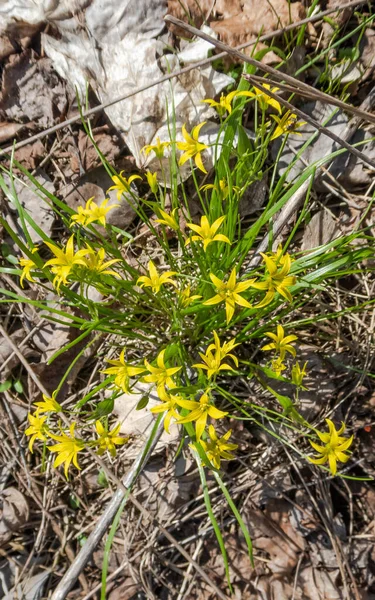 Las Flores Primavera Son Amarillas Glade Con Flores Cebolla Ganso — Foto de Stock