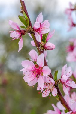 Çiçekli şeftali dalı, dikey görüntü. Pembe çiçekli dal
