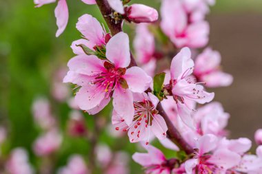 Narin pembe çiçekli şeftali dalı