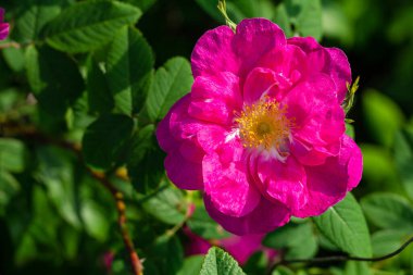 Parlak yeşil yapraklı arka planda açan pembe ve beyaz bir gülün yatay görüntüsü.