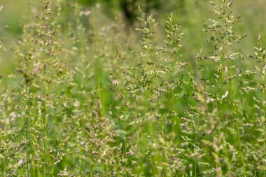 Çelik panikli çayır çayırı.