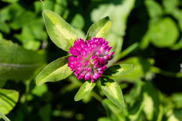Dark pink flower. Inflorescence of red clover or Trifolium pratense, close-up. Purple meadow shamrock with alternate three-leaved leaves.