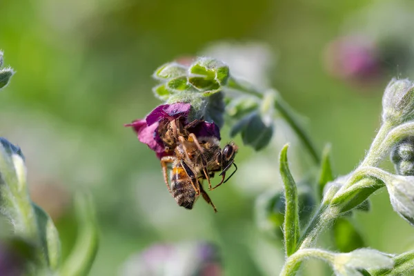 用紫色花朵喂蜜蜂的蜘蛛的宏观特写 — 图库照片