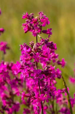 Viscaria vulgaris, narin pembe kır çiçekleri. Yapış yapış sinek..