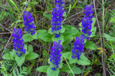 Ajuga, Labiaceae familyasından bir bitki cinsidir.