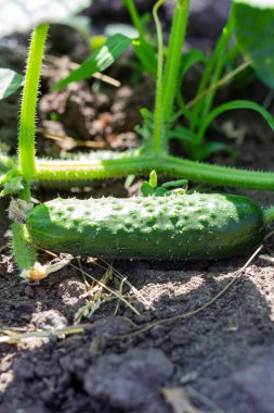 Bahçedeki yeşil yeşillik ve salatalık çiçeklerine karşı bir dalda taze yeşil salatalık.