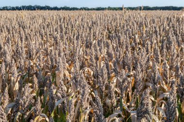 Güneş ışığında Sorghum alanını kapat