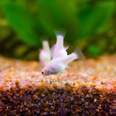 Molly kar tanesi beyaz yakın plan, arkaplan bulanık