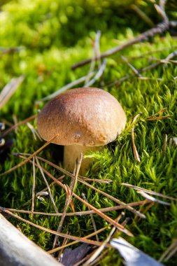 Cep ya da Boletus Mantarı ormandaki yemyeşil yosunlarda yetişiyor. Düşük açılı.