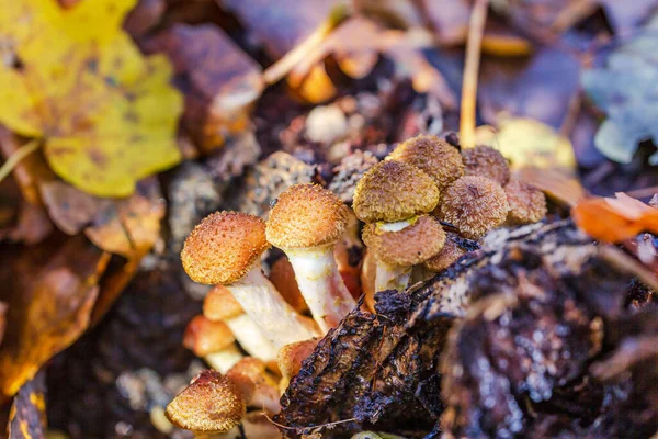 A group of edible mushrooms, autumn mushrooms. Winter honey fungus