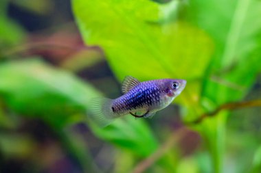 Poecilia, Mollienesia - bir dizi balık, canlı balıkların vatanı