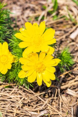 Adonis vernalis - bahar sülünleri, sarı sülünlerin gözleri, ilkbaharda filizlenen çiçekler vahşi doğada, Ukrayna 'nın kırmızı kitabı