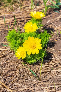 The first spring flowers in the garden. Yellow flowers on the ground. clipart