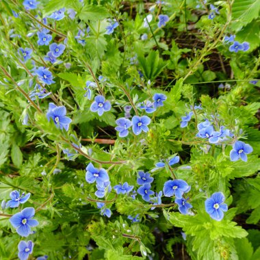 Mavi çiçek Farsça Speedwell veya Veronica Persica