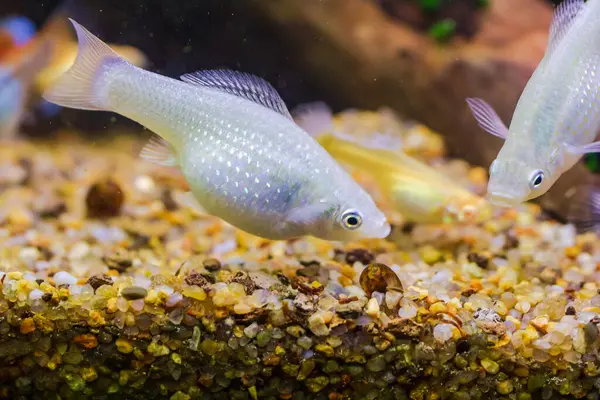 Özel bir akvaryumda Poecilia latipinna
