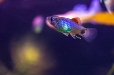 Akvaryumda, arka planda bulanık mavi tabak kızartması.