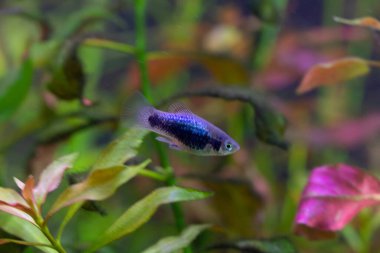 Neon - kırmızı yüzgeçli siyah pekilia. Poecilia Platy Neon mavisi.