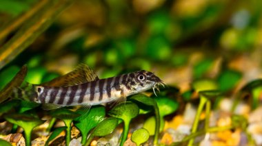 Loach balığı Schistura tatlı su akvaryumunda yeşil Marsilea Crenata bitkisine karşı hareketsiz yatıyor.