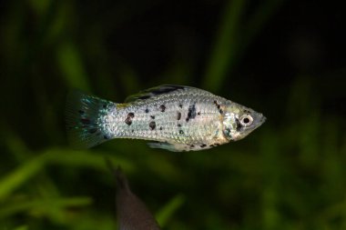 Dalmatian molly. Black and white molly fish swimming between plants in an aquarium. clipart