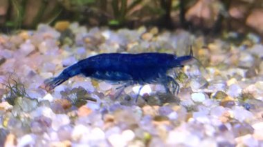 Mavi rüya neocardina karides akvaryumu ev hayvanları tatlı su hobisi