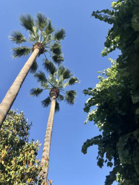 Taş kaldırım dokusu arkaplanı