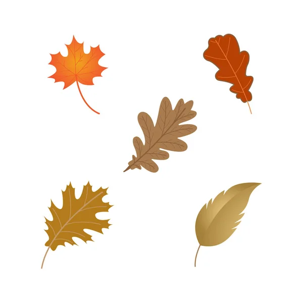 Oak Leaf Logo Template Vector Illustration — 스톡 벡터