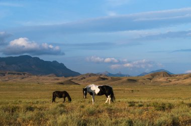 Vahşi atlar tarlada otlar. Bulutlu gökyüzü ve arka planda dağlar. Güzel hayvanlar..