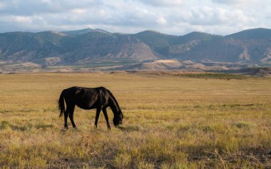 Vahşi atlar tarlada otlar. Bulutlu gökyüzü ve arka planda dağlar. Güzel hayvanlar..
