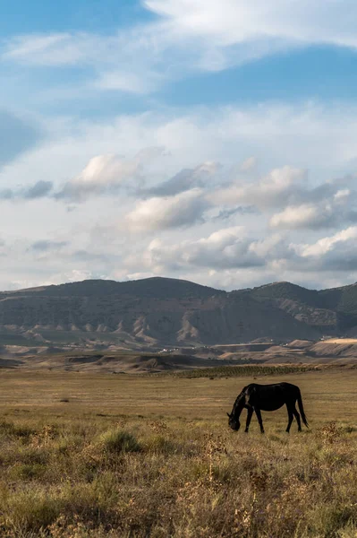 野生の馬が畑で放牧されている 背景に曇った空と山 美しい動物 — ストック写真