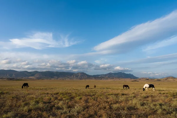 野生の馬が畑で放牧されている 背景に曇った空と山 美しい動物 — ストック写真