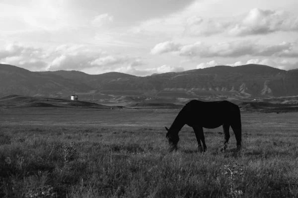 野生の馬が畑で放牧されている 背景に曇った空と山 美しい動物だ 黒と白 — ストック写真
