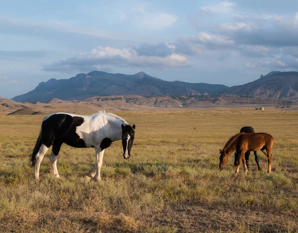 野生の馬が野に放牧されます 背景に曇った空と山 美しい動物 — ストック写真