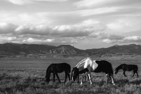 野生の馬が野に放牧されます 背景に曇った空と山 美しい動物だ 黒と白 — ストック写真
