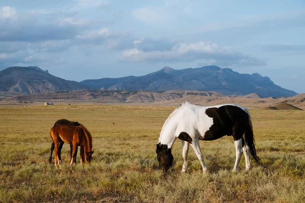 野生の馬が野に放牧されます 背景に曇った空と山 美しい動物 — ストック写真