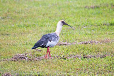 Doğada güzel bir kuş