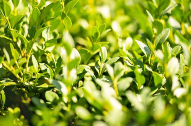 Güzel yeşil yaprakların arkaplanını kapatın. yeşil yapraklar doğa arka planı, doğa koyu yeşil yaprak dokusu arka plan.