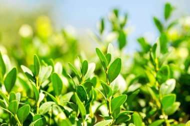 İlkbahar arka plan ekolojik ortamı kullanan doğal yeşil bitki yaprakları