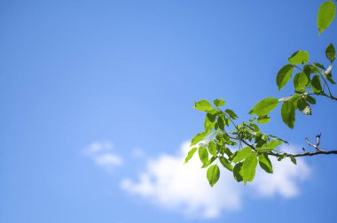 Bulutlu mavi gökyüzüne karşı yeşil yapraklı bir dal.