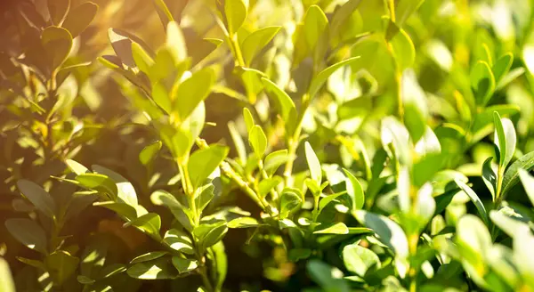 Arka plan için bokeh ve bahar yapraklı yeşil manzara manzarası