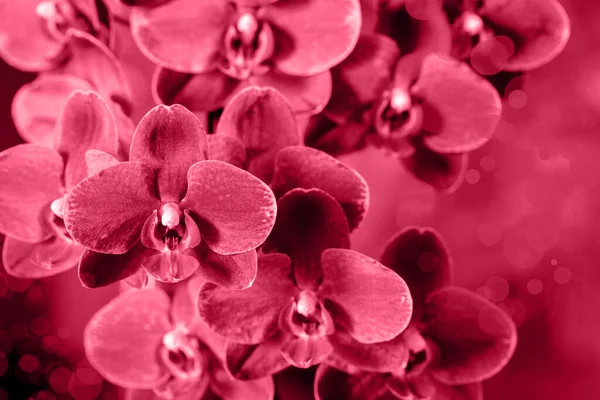 Phalaenopsis Rosa Oscuro Orquídea Que Florece Sobre Fondo Borroso Color —  Fotos de Stock