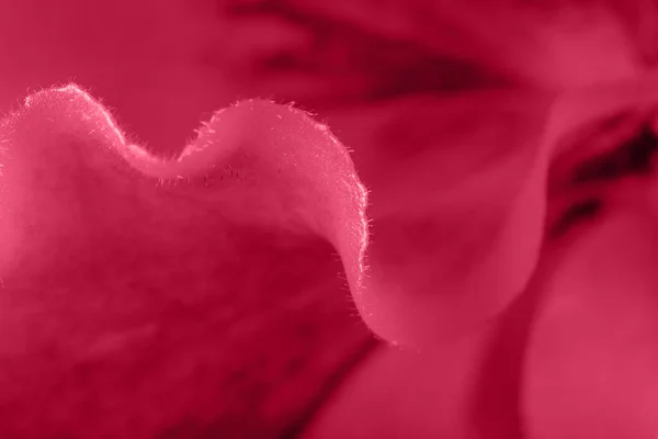รายละเอ ยดแมคโครของกล บดอกกล วยไม Paphiopedilum นหล งคล นดอกไม ในส นเทรนด — ภาพถ่ายสต็อก
