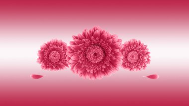 Pink red gerbera daisy flowers  and petals isolated on gradient magenta white background. Floral background or greeting card in trendy color year 2023 Viva Magenta.