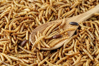 Edible mealworms and beetles on wooden spoon. Meal worms and larvae of cereal beetle as protein ingredients of food products.