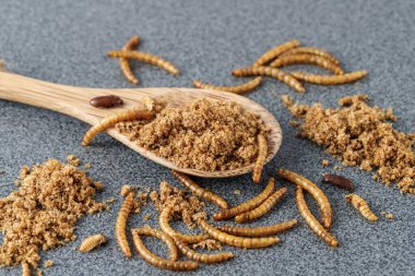 Gri granit masada tahta kaşıkta yenilebilir kurtçuk tozu. Tenebrio molitoru larvaları protein içeriği olarak besin maddeleridir..