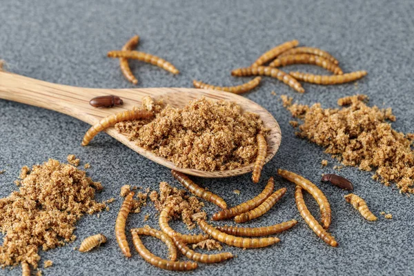 Gri granit masada tahta kaşıkta yenilebilir kurtçuk tozu. Tenebrio molitoru larvaları protein içeriği olarak besin maddeleridir..