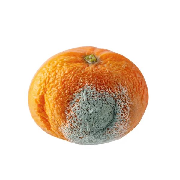 Grön Mögel Citrusfrukt Möglig Ohälsosam Mandarin Eller Mandarin Frukt Isolerad — Stockfoto