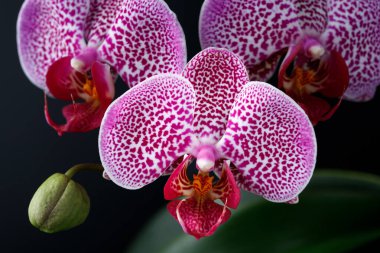 Siyah arka planda leylak pembesi benekli beyaz orkide çiçeği. Phalaenopsis Leopar Prensi. Ev içi fabrika.