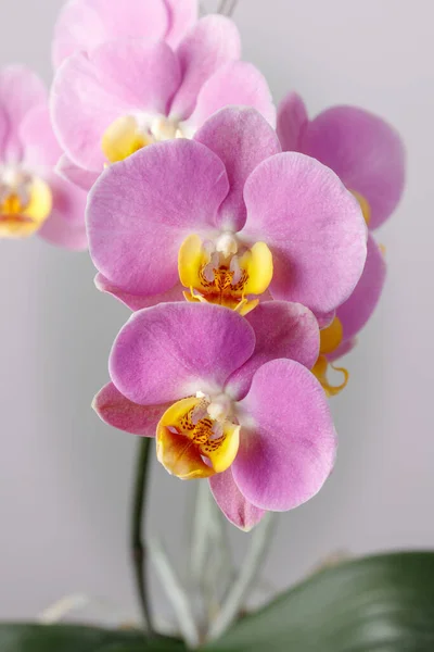 Różowa Orchidea Kwitnąca Liliami Rodzaju Phalaenopsis Żółtą Wargą Neutralnym Tle — Zdjęcie stockowe